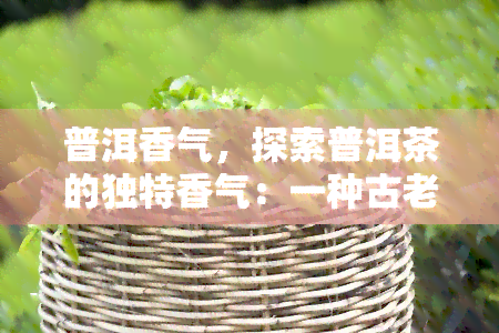 普洱香气，探索普洱茶的独特香气：一种古老而神秘的享受