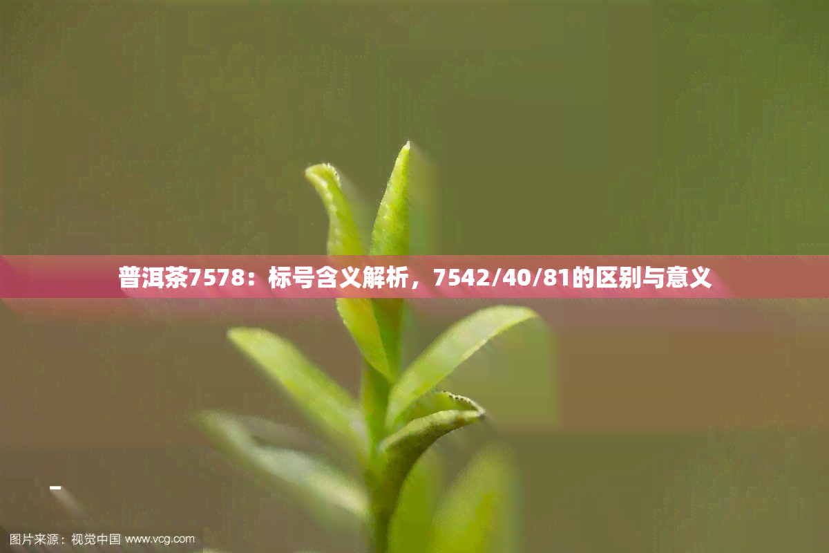 普洱茶7578：标号含义解析，7542/40/81的区别与意义