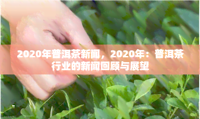 2020年普洱茶新闻，2020年：普洱茶行业的新闻回顾与展望