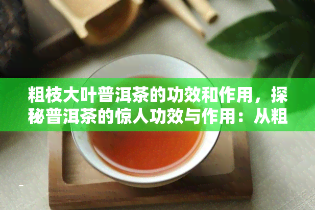 粗枝大叶普洱茶的功效和作用，探秘普洱茶的惊人功效与作用：从粗枝大叶中发现宝藏