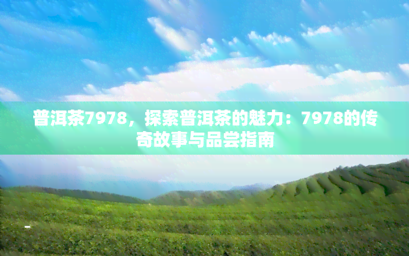 普洱茶7978，探索普洱茶的魅力：7978的传奇故事与品尝指南