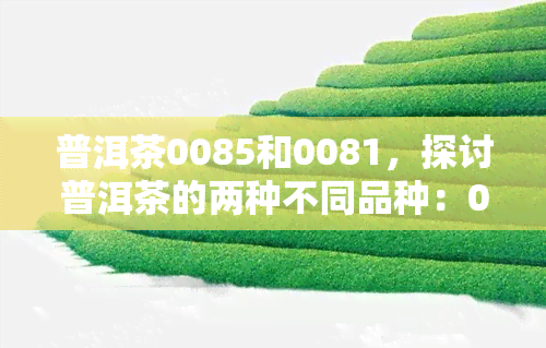 普洱茶0085和0081，探讨普洱茶的两种不同品种：0085和0081