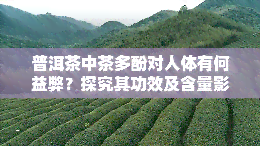 普洱茶中茶多酚对人体有何益弊？探究其功效及含量影响。