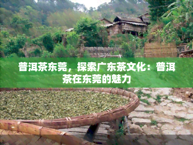 普洱茶东莞，探索广东茶文化：普洱茶在东莞的魅力