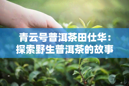 青云号普洱茶田仕华：探索野生普洱茶的故事与价格，揭秘云南青云茶厂及工贸普洱茶生产工艺，一探究竟青云茶叶的独特魅力