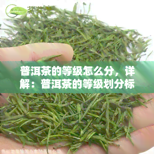 普洱茶的等级怎么分，详解：普洱茶的等级划分标准