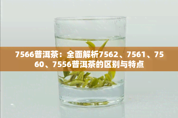 7566普洱茶：全面解析7562、7561、7560、7556普洱茶的区别与特点