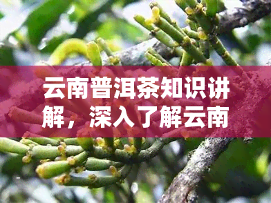 云南普洱茶知识讲解，深入了解云南普洱茶：历、种类和冲泡方法