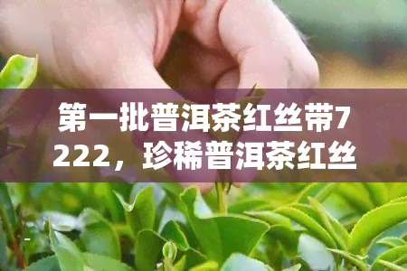 之一批普洱茶红丝带7222，珍稀普洱茶红丝带7222：之一批高品质茶叶的代表之作