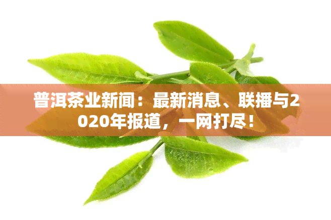 普洱茶业新闻：最新消息、联播与2020年报道，一网打尽！