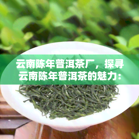 云南陈年普洱茶厂，探寻云南陈年普洱茶的魅力：走进云南陈年普洱茶厂