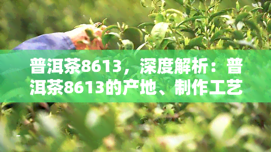 普洱茶8613，深度解析：普洱茶8613的产地、制作工艺与口感特点