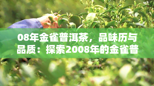 08年金雀普洱茶，品味历与品质：探索2008年的金雀普洱茶