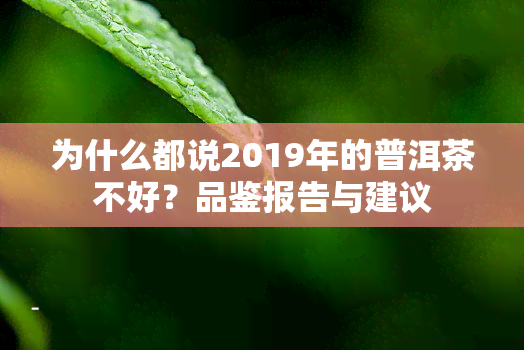 为什么都说2019年的普洱茶不好？品鉴报告与建议