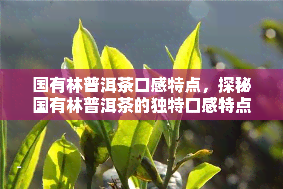 国有林普洱茶口感特点，探秘国有林普洱茶的独特口感特点