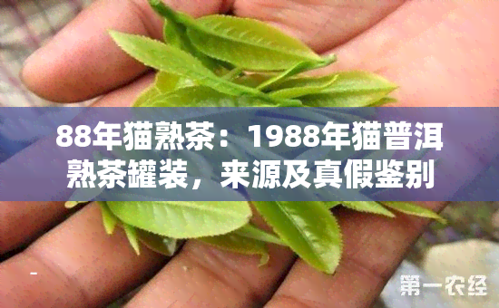 88年猫熟茶：1988年猫普洱熟茶罐装，来源及真假鉴别