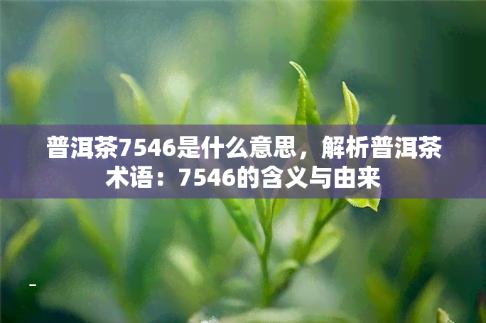 普洱茶7546是什么意思，解析普洱茶术语：7546的含义与由来