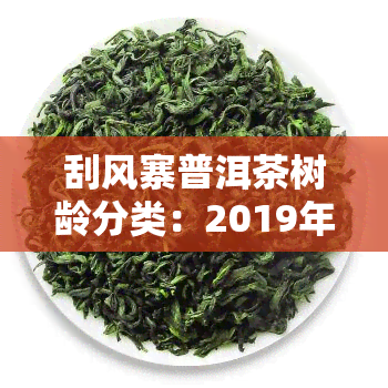 刮风寨普洱茶树龄分类：2019年价格与特点解析