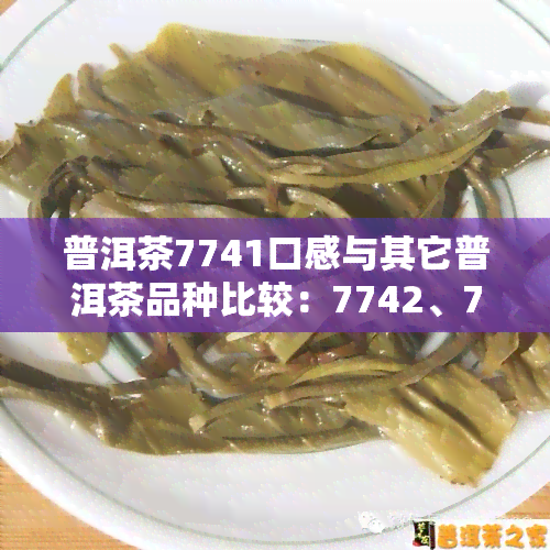 普洱茶7741口感与其它普洱茶品种比较：7742、7451、7541、7452，如何选择？