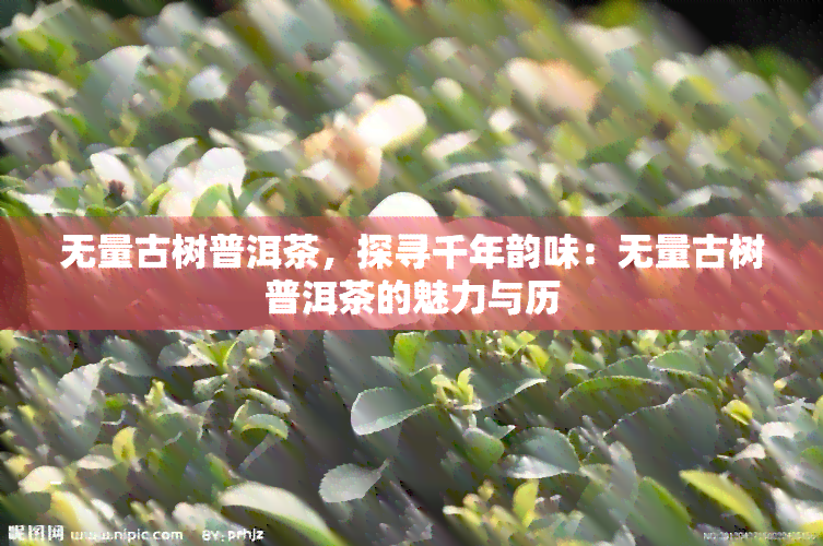 无量古树普洱茶，探寻千年韵味：无量古树普洱茶的魅力与历