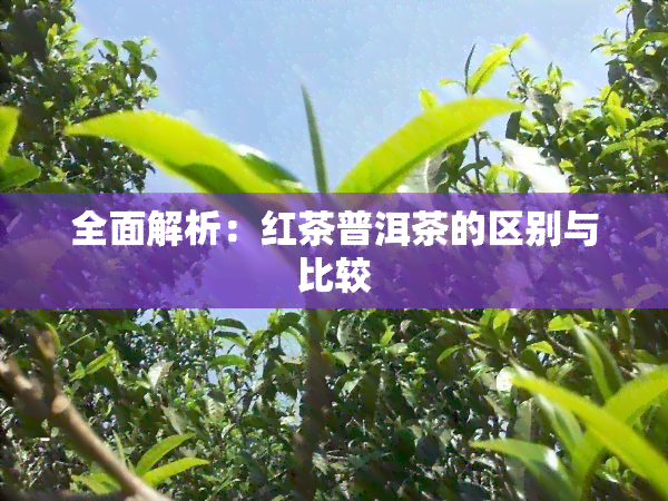 全面解析：红茶普洱茶的区别与比较