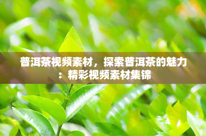 普洱茶视频素材，探索普洱茶的魅力：精彩视频素材集锦