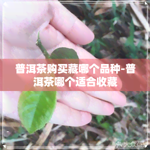 普洱茶购买藏哪个品种-普洱茶哪个适合收藏