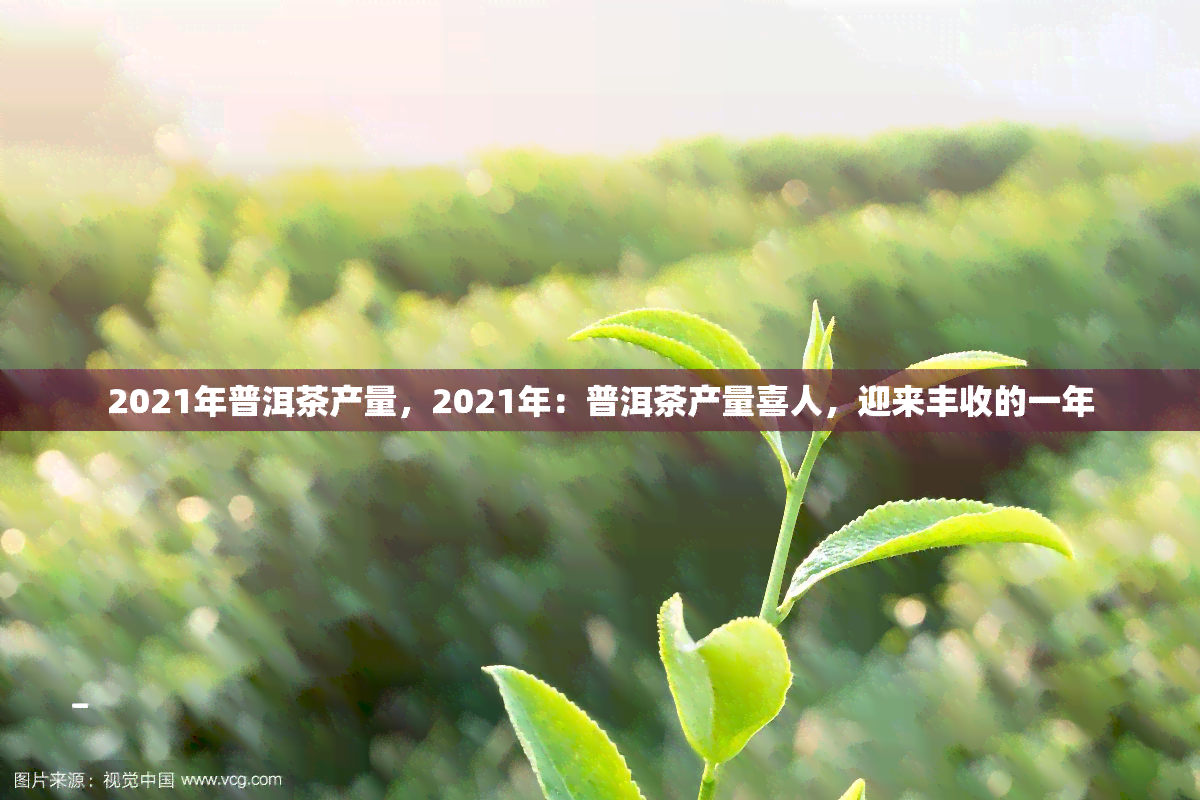 2021年普洱茶产量，2021年：普洱茶产量喜人，迎来丰收的一年