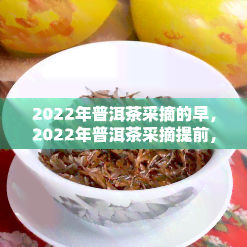 2022年普洱茶采摘的早，2022年普洱茶采摘提前，茶园生机盎然