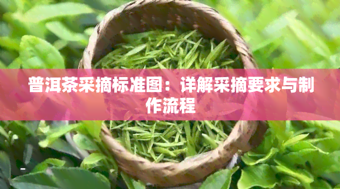 普洱茶采摘标准图：详解采摘要求与制作流程