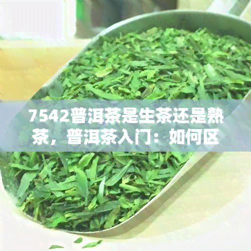 7542普洱茶是生茶还是熟茶，普洱茶入门：如何区分7542是生茶还是熟茶？