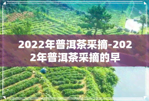 2022年普洱茶采摘-2022年普洱茶采摘的早