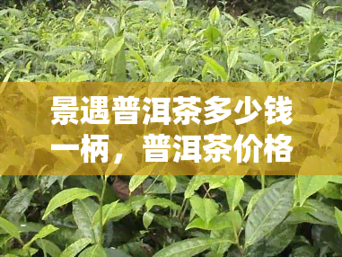 景遇普洱茶多少钱一柄，普洱茶价格：探寻高品质景遇普洱茶的价格