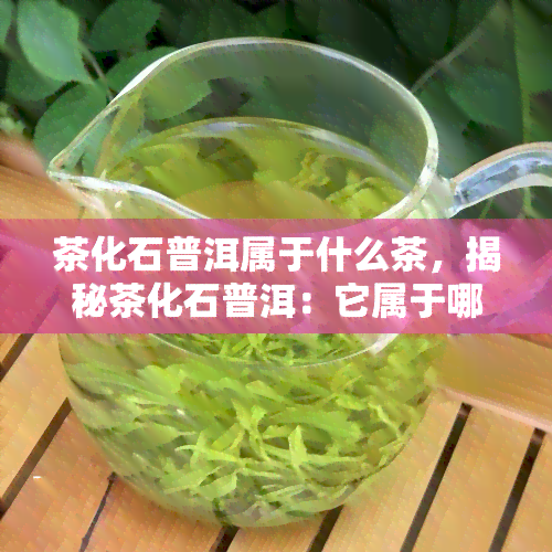 茶化石普洱属于什么茶，揭秘茶化石普洱：它属于哪种茶？