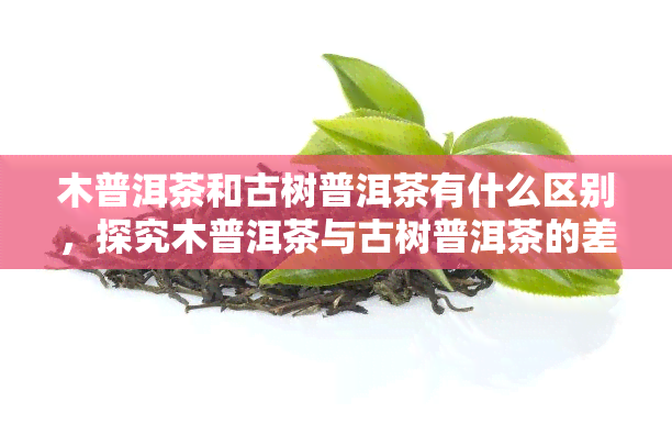 木普洱茶和古树普洱茶有什么区别，探究木普洱茶与古树普洱茶的差异