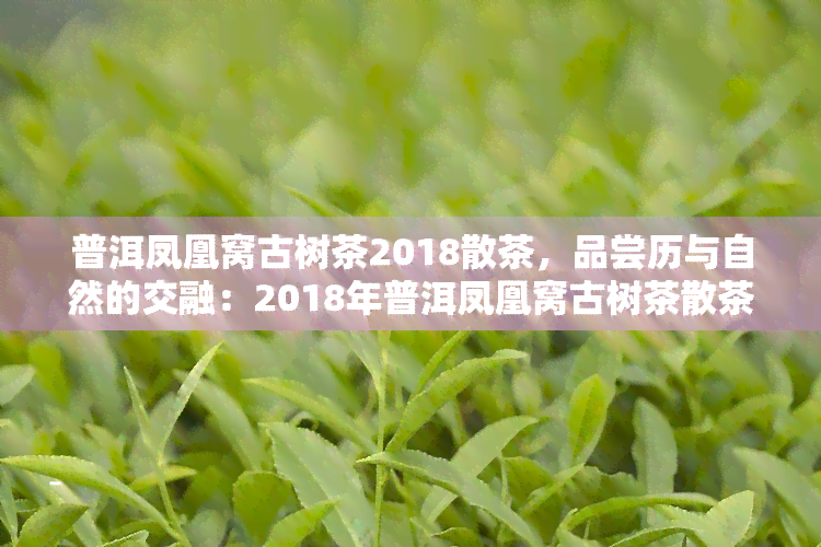 普洱凤凰窝古树茶2018散茶，品尝历与自然的交融：2018年普洱凤凰窝古树茶散茶