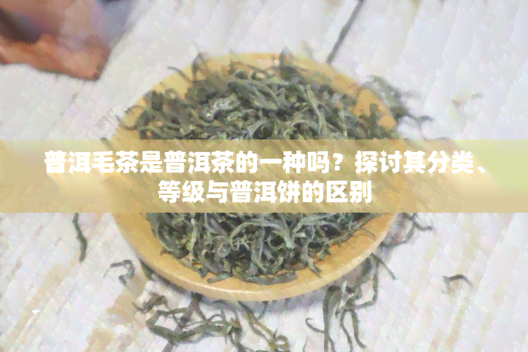 普洱毛茶是普洱茶的一种吗？探讨其分类、等级与普洱饼的区别