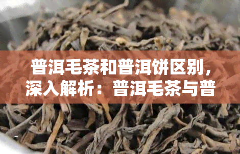 普洱毛茶和普洱饼区别，深入解析：普洱毛茶与普洱饼的区别