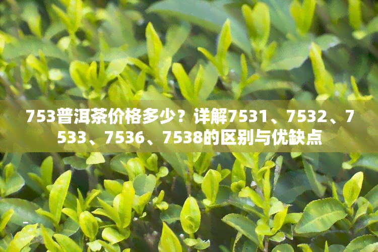 753普洱茶价格多少？详解7531、7532、7533、7536、7538的区别与优缺点