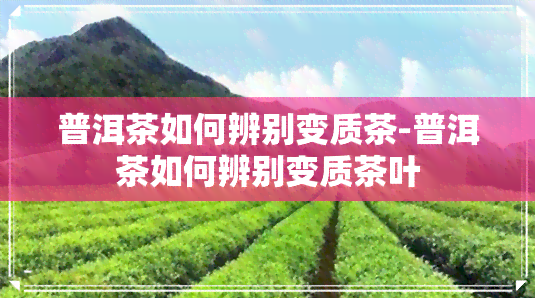 普洱茶如何辨别变质茶-普洱茶如何辨别变质茶叶