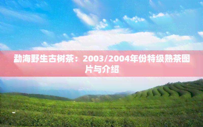 勐海野生古树茶：2003/2004年份特级熟茶图片与介绍