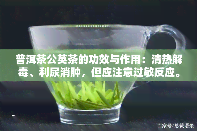 普洱茶公英茶的功效与作用：清热解、利尿消肿，但应注意过敏反应。