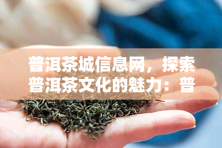 普洱茶城信息网，探索普洱茶文化的魅力：普洱茶城信息网