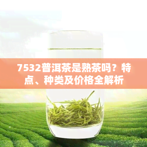 7532普洱茶是熟茶吗？特点、种类及价格全解析