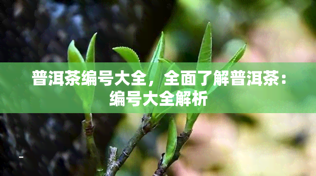 普洱茶编号大全，全面了解普洱茶：编号大全解析