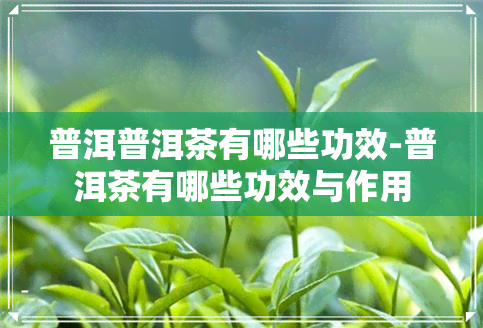 普洱普洱茶有哪些功效-普洱茶有哪些功效与作用