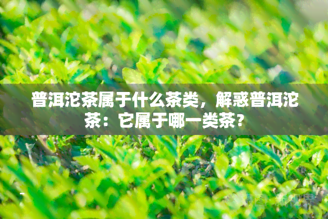 普洱沱茶属于什么茶类，解惑普洱沱茶：它属于哪一类茶？