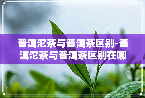 普洱沱茶与普洱茶区别-普洱沱茶与普洱茶区别在哪