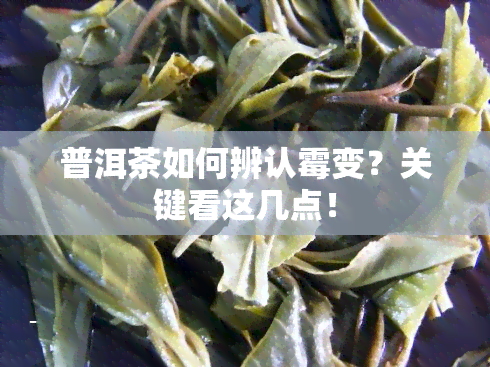 普洱茶如何辨认霉变？关键看这几点！