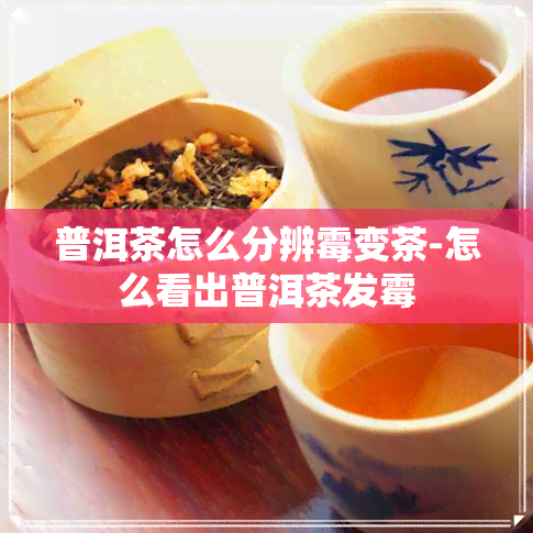 普洱茶怎么分辨霉变茶-怎么看出普洱茶发霉